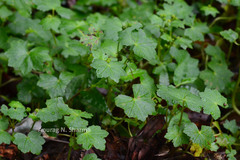 Hydrocotyle javanica